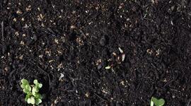 Timeline: Me and my sister' lovely seeds..