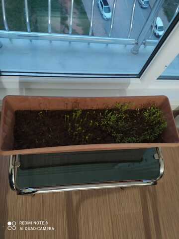 They are going on to grow day by day