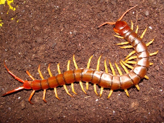 Ciempies de 10cm de longitud