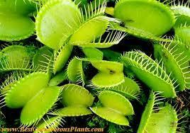 Planta carnivora
