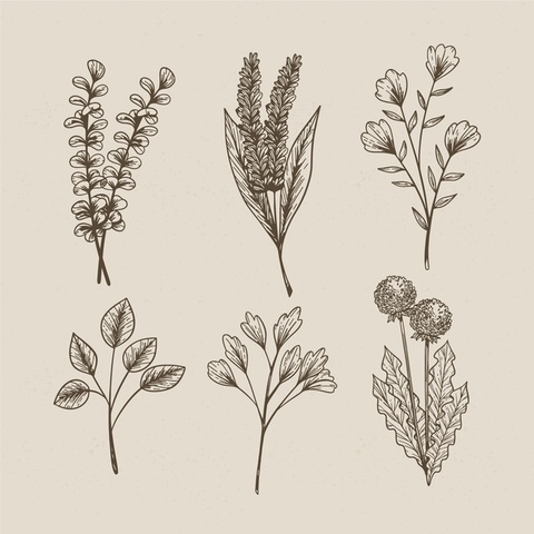 Estudios a plantas y animales