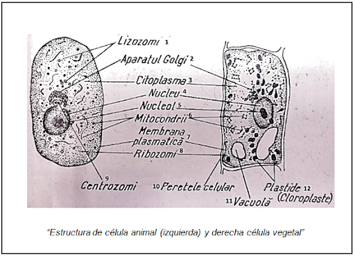 Mismo plano animales y plantas