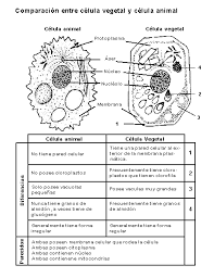 las células vegetales
