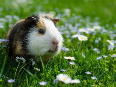 Les meves primeres mascotes