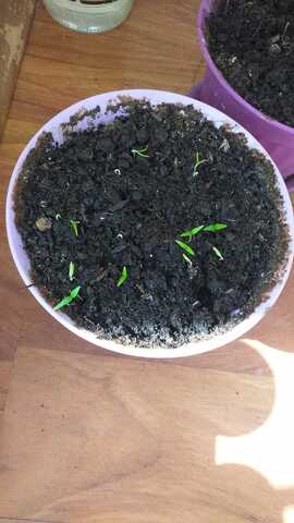 MY SEEDS ARE GROWİNG YEs:)