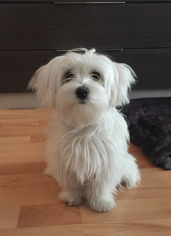 Adopció de la meva gossa Nala