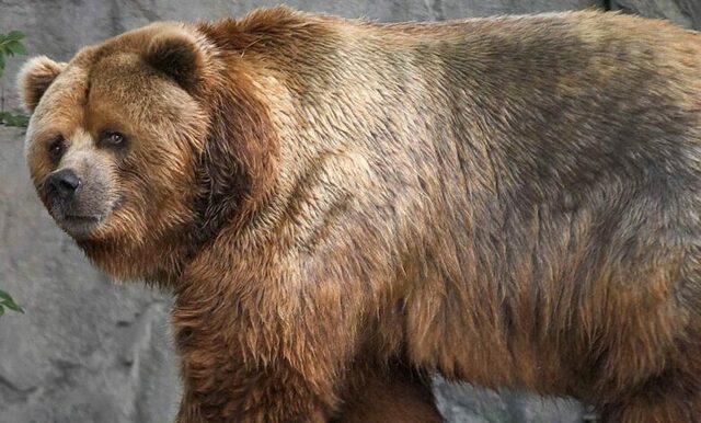 Short-Faced Bear