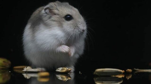 La nostra primera mascota