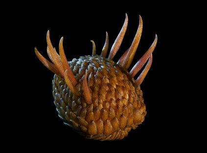 Le prime forme di vita evolute