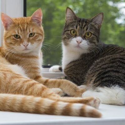 Timeline: Gatitos proyecto