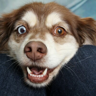 Timeline: Etapas de la vida de los perritos