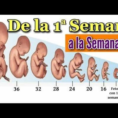 Timeline: Progrés embrionari