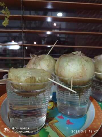 Las raíces crecen muy rápido