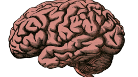 Timeline: Linea de tiempo Neurociencia