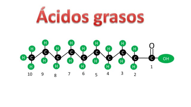 Ácidos grasos