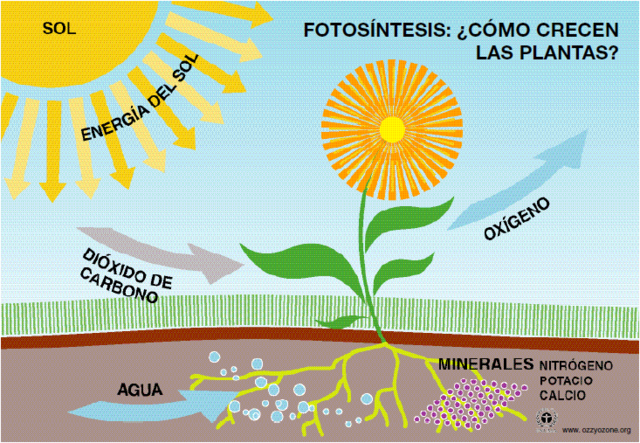 Procesos de la Fotosíntesis