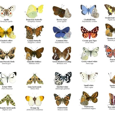 Timeline: Ο Κύκλος ζωής της πεταλούδας