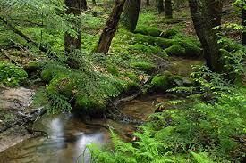 Il mondo è ricoperto da piante