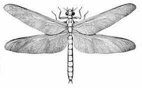 Comparsa della Meganeura