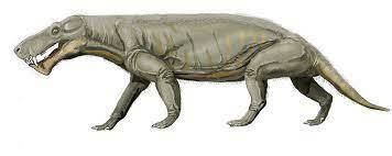 Il gorgonopside