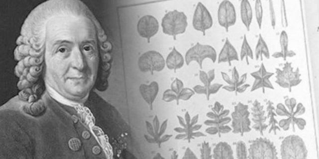 Carl Linneo: 1735