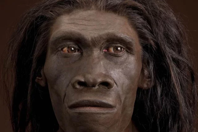 homo erectus