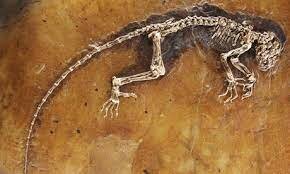 47 milioni di anni fa: DARWINIUS MASILLAE