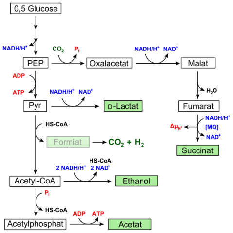 Teoría de la fermentación