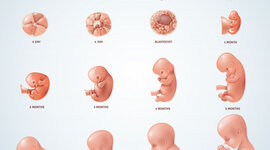 Timeline: El procés embrionari humà: des la fecundació fins el part