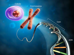 Genética