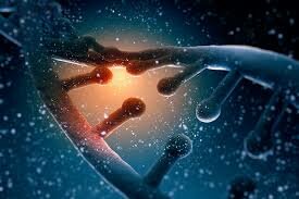 Los genes están en los cromosomas