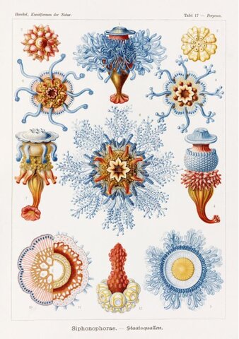 Ernesto Haeckel: 1869