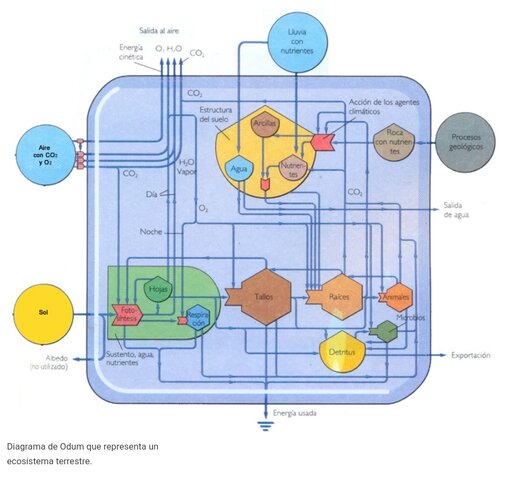 E. Odum y H. Odum: 1953
