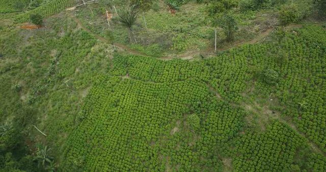 Inicio del masivo cultivo de Coca