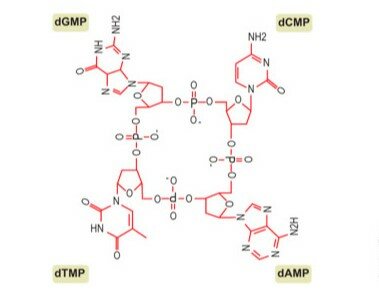 Descubrimiento del ADN