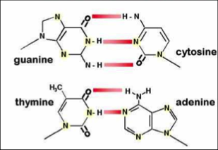 Primeros estudios del ADN