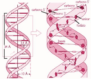 Dogma central de la Biología Molecular