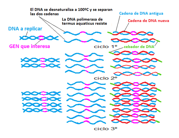 Reacción en cadena Polimerasa