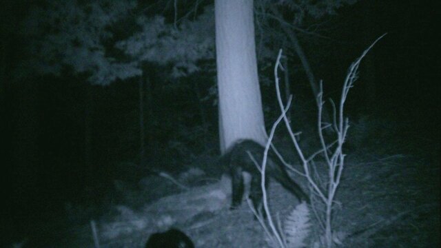 Bigfoot at Night