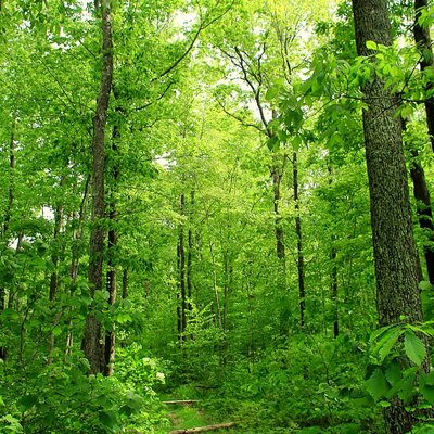 Timeline: 5 Bigfoot Sightings