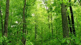 Timeline: 5 Bigfoot Sightings