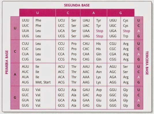 Holley, Khorana y Nirenberg