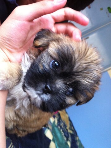 Adopte a mi perro Pistacho