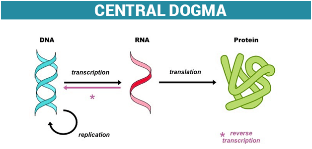 ADN y dogma central de la biología molecular
