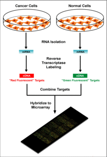 Microarray de ADN