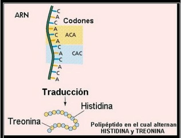 la secuencia de un gen