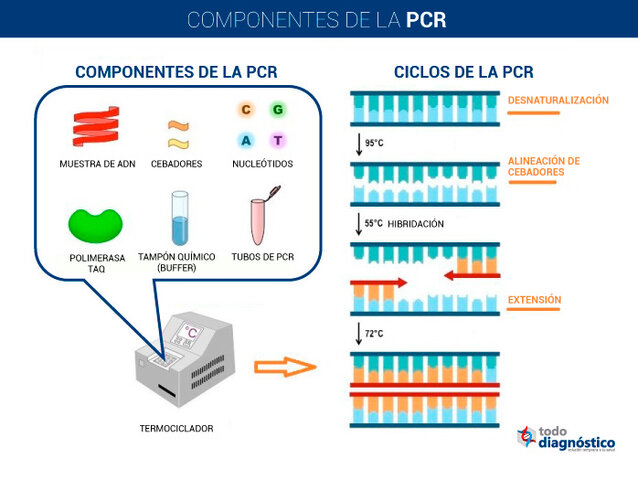 la composición genética del ADN