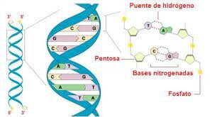 Ley de Chargaff, Erwin Chargaff