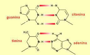 ADN y dogma central de la biología molecular, Francis Crick
