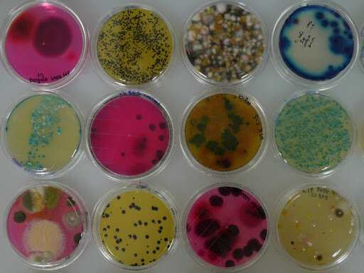 Otros logros de koch